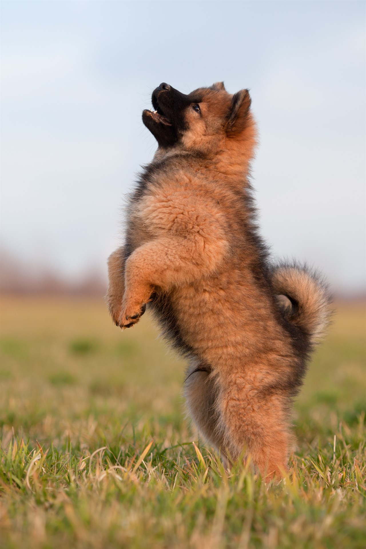 Eurasier Puppy standing up on two back legs