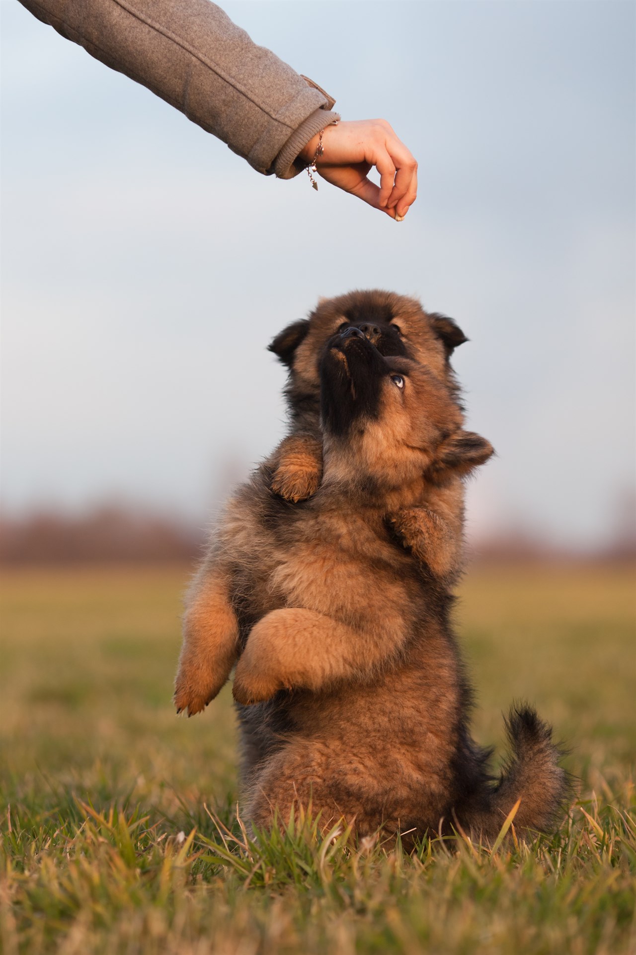 Eurasier Puppy playing with owner standing on two back legs