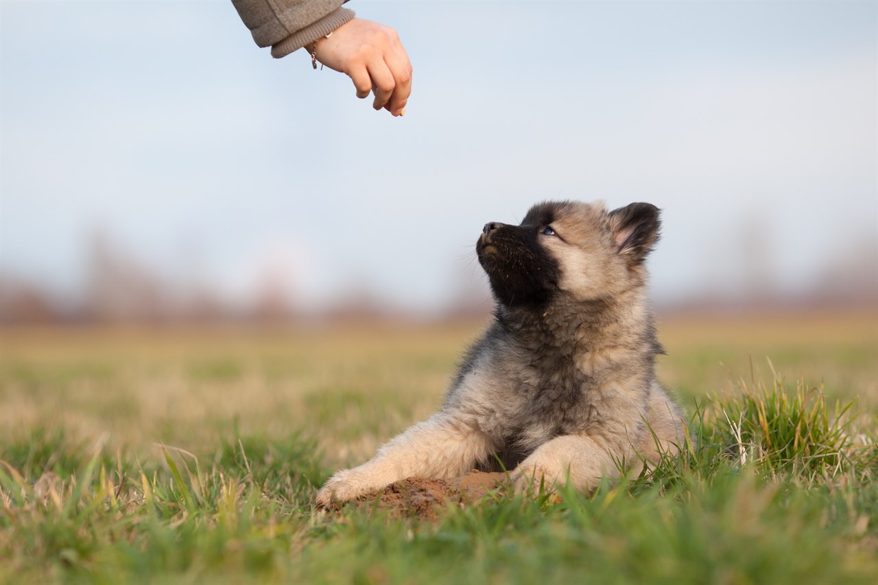 Eurasier Puppy lying on half dry grass field