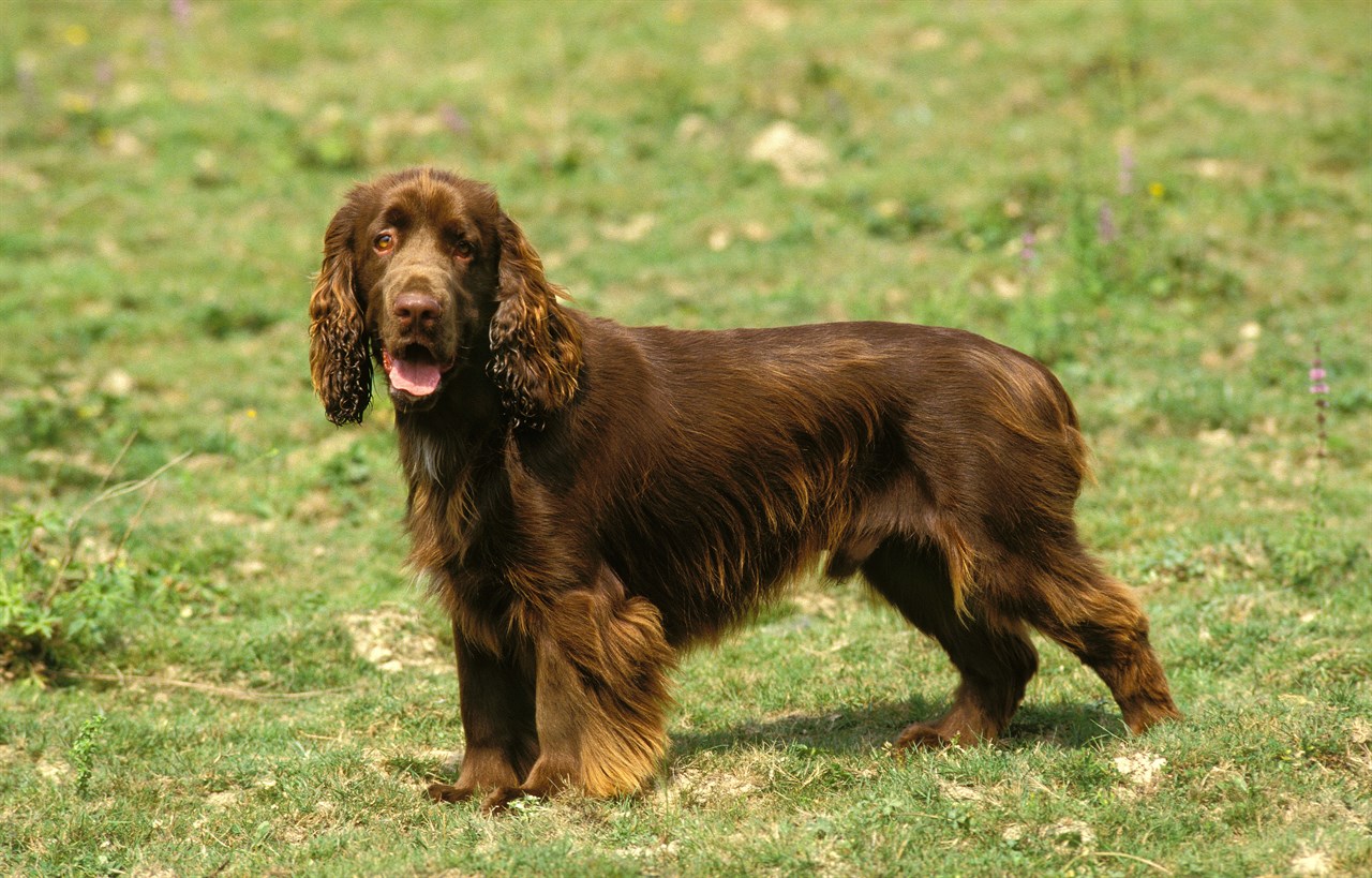 Chocolate Field Spaniel standing on grass field looking towards camera