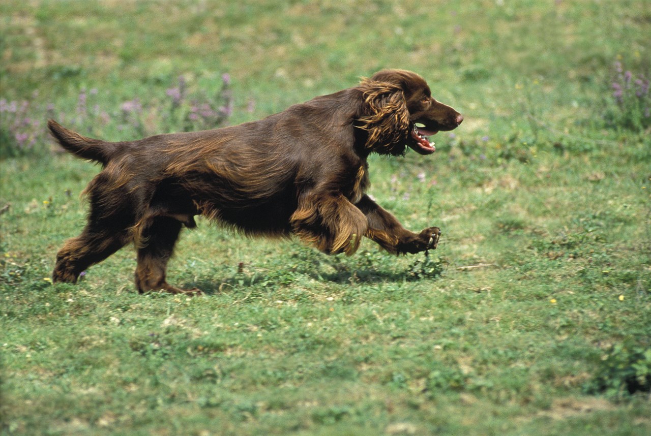 Chocolate Field Spaniel running on grass field enjoying outdoor