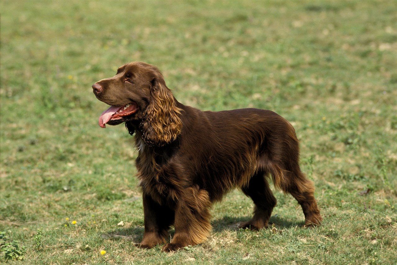 Side view of chocolate Field Spaniel standing on grass field