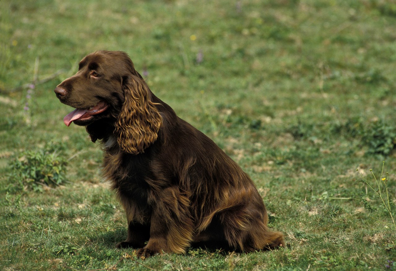 Chocolate Field Spaniel sitting on his lower back on grass field