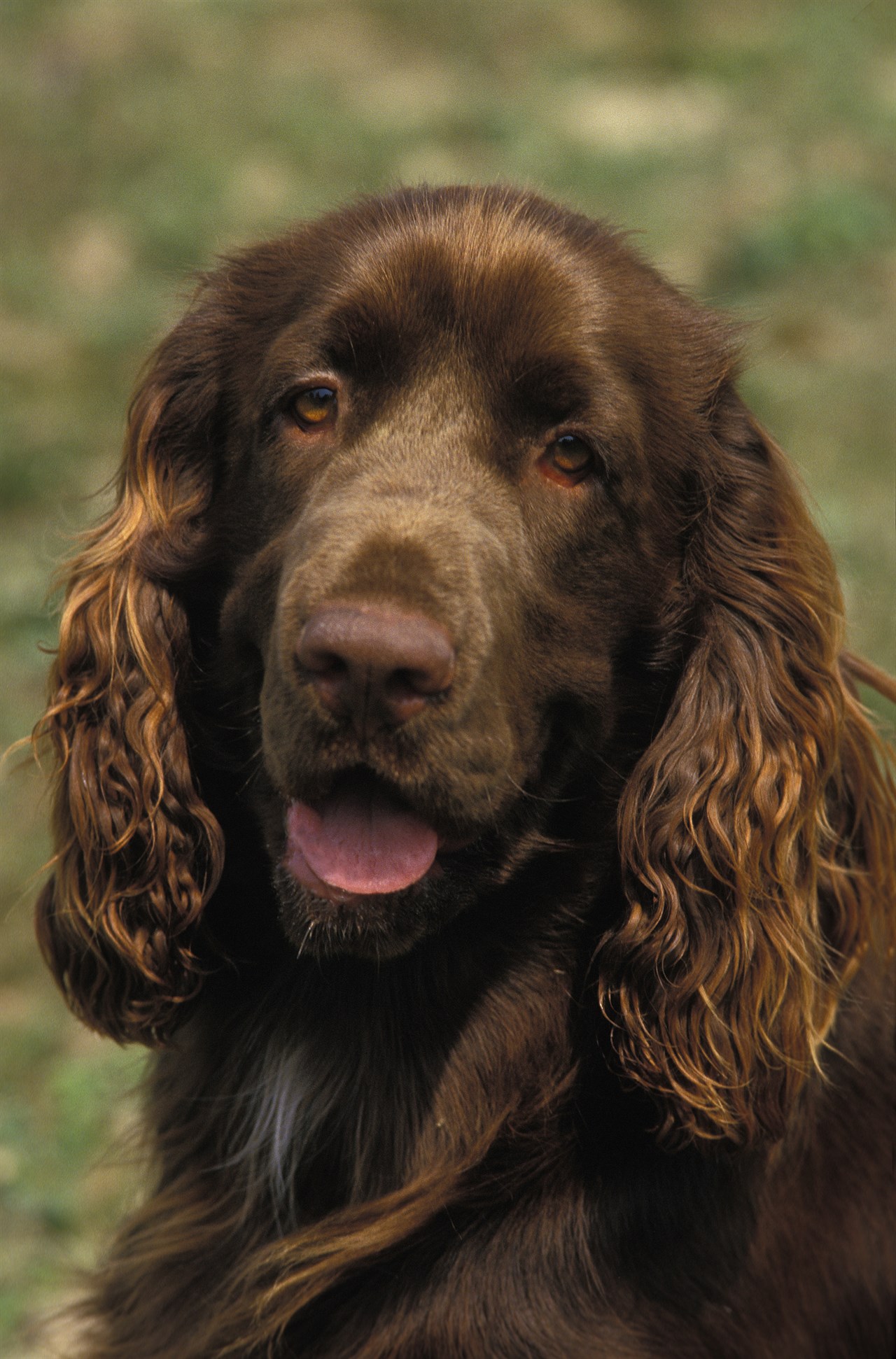 Close up view of Field Spaniel face smiling