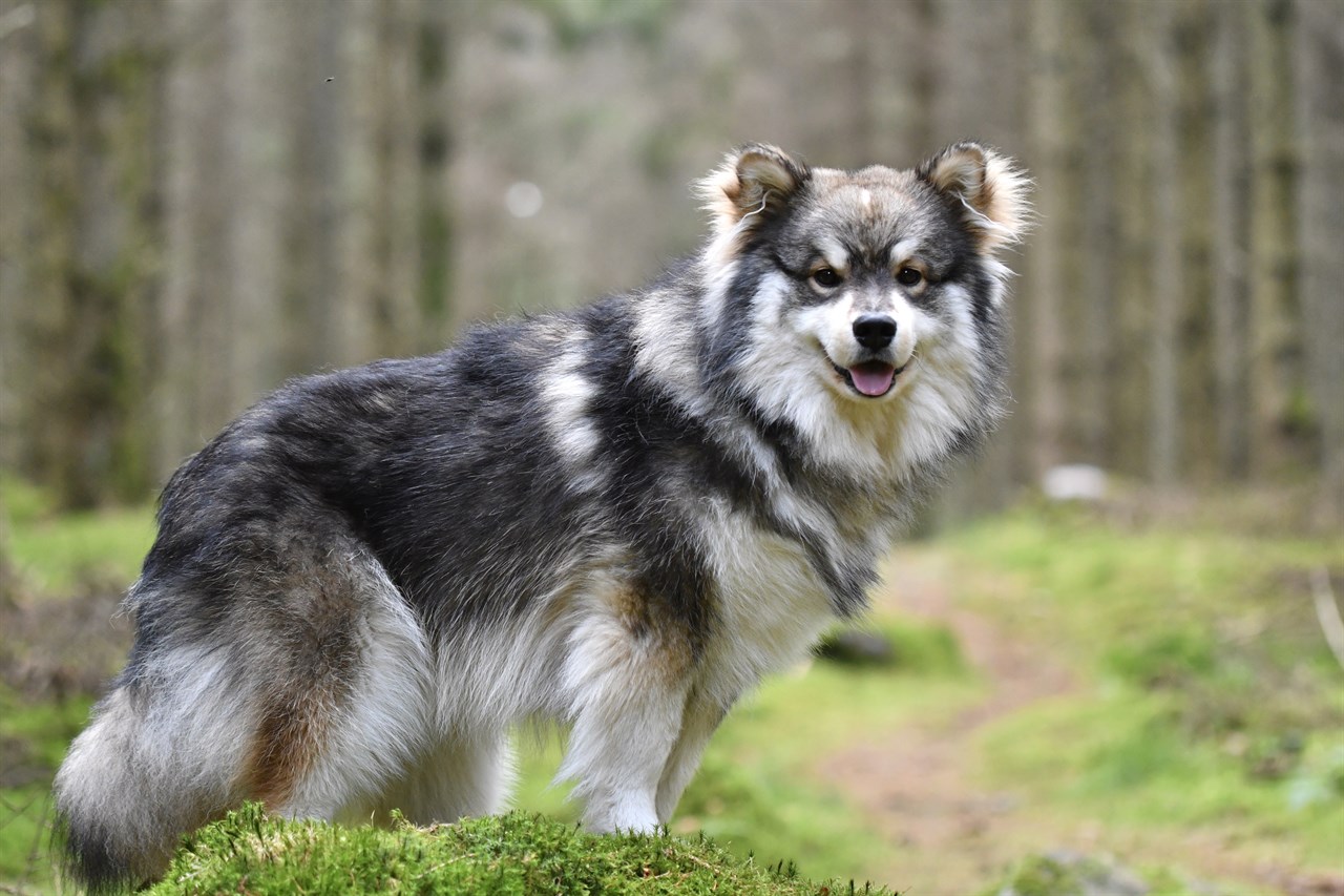 Finnish Lapphund enjoying walk on woods trails