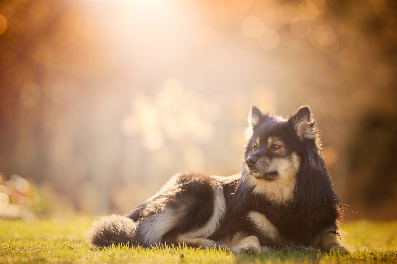 Finnish Lapphund lying on grass at sunset