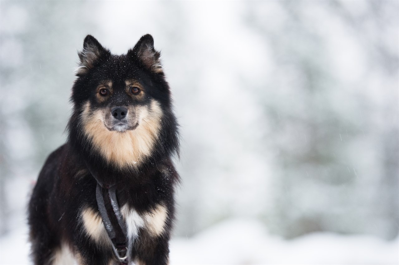 Close up view Finnish Lapphund in the winter