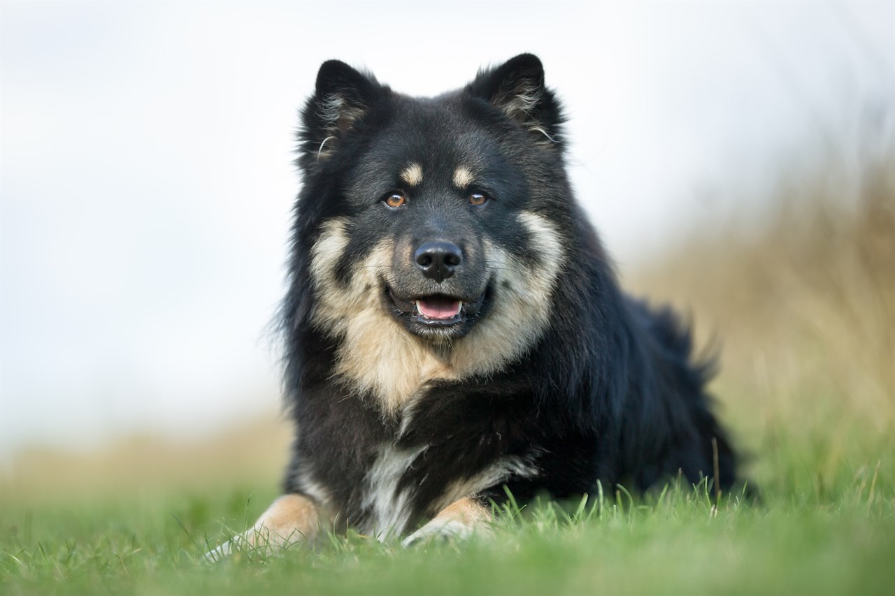 Finnish Lapphund smiling towards camera outdoor on grass field