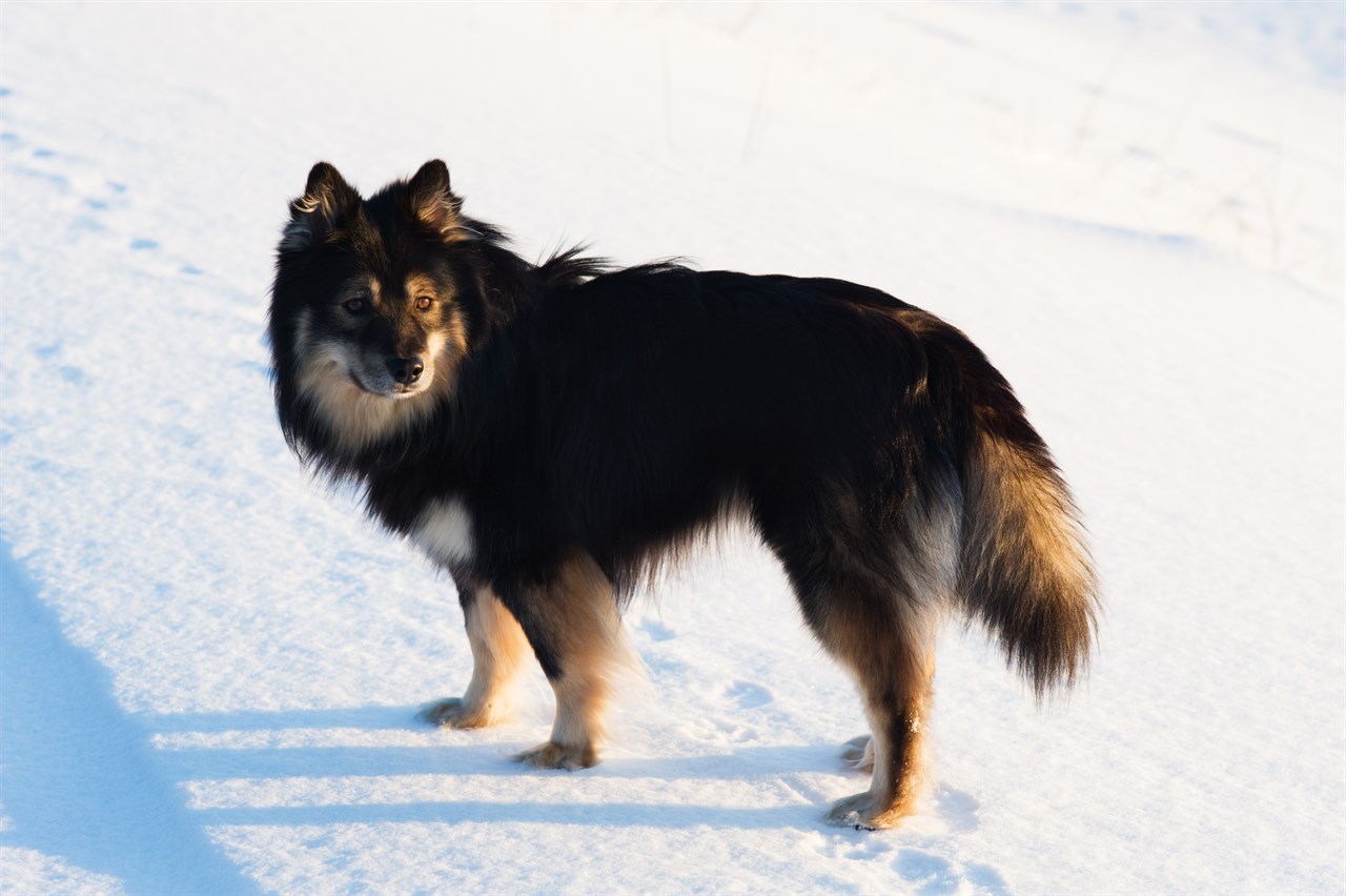 Finnish Lapphund enjoying walks on the snow covered road