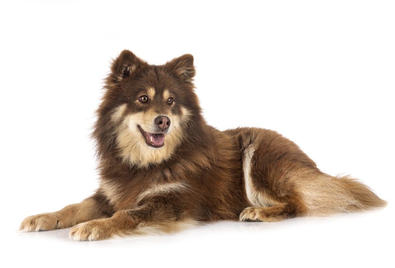 Chocolate Finnish Lapphund sitting on white floor smiling