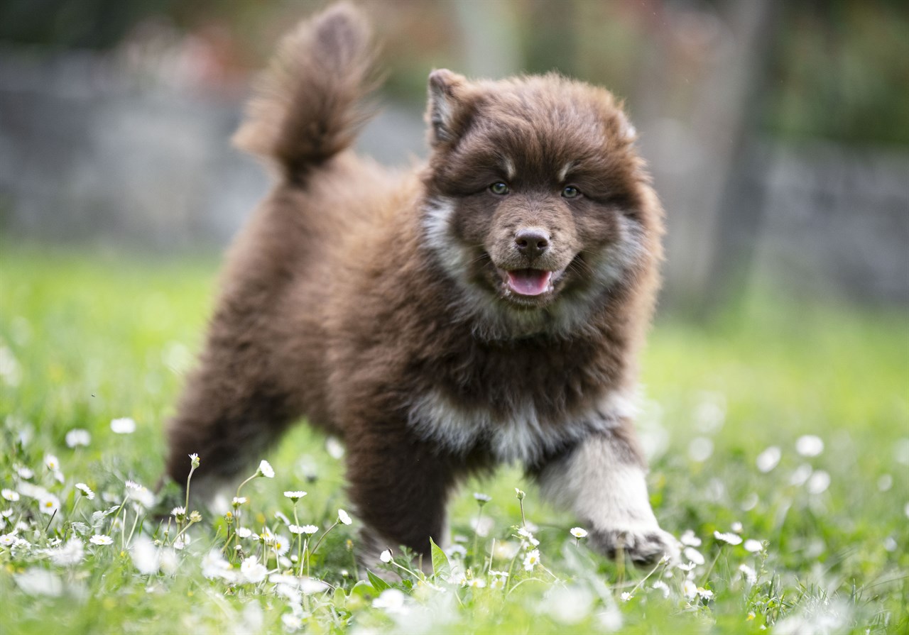 Finnish Lapphund Puppy enjoy playing outdoor on green grass with tiny flower