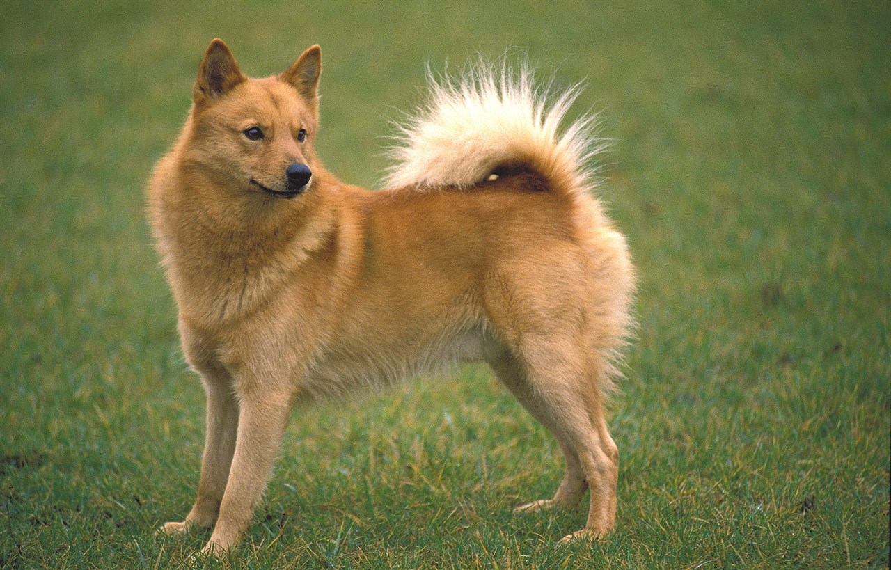 Side view of Finnish Spitz Dog standing on green grass