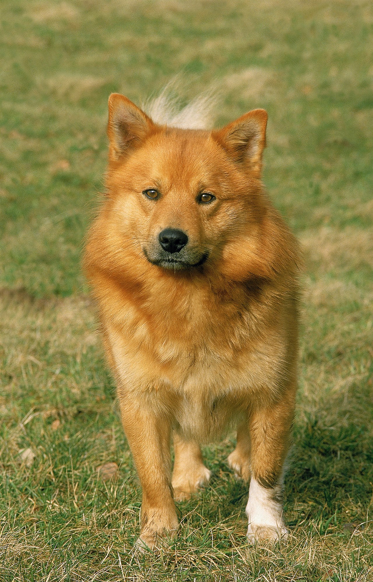 Finnish Spitz looking towards camera on sunny day