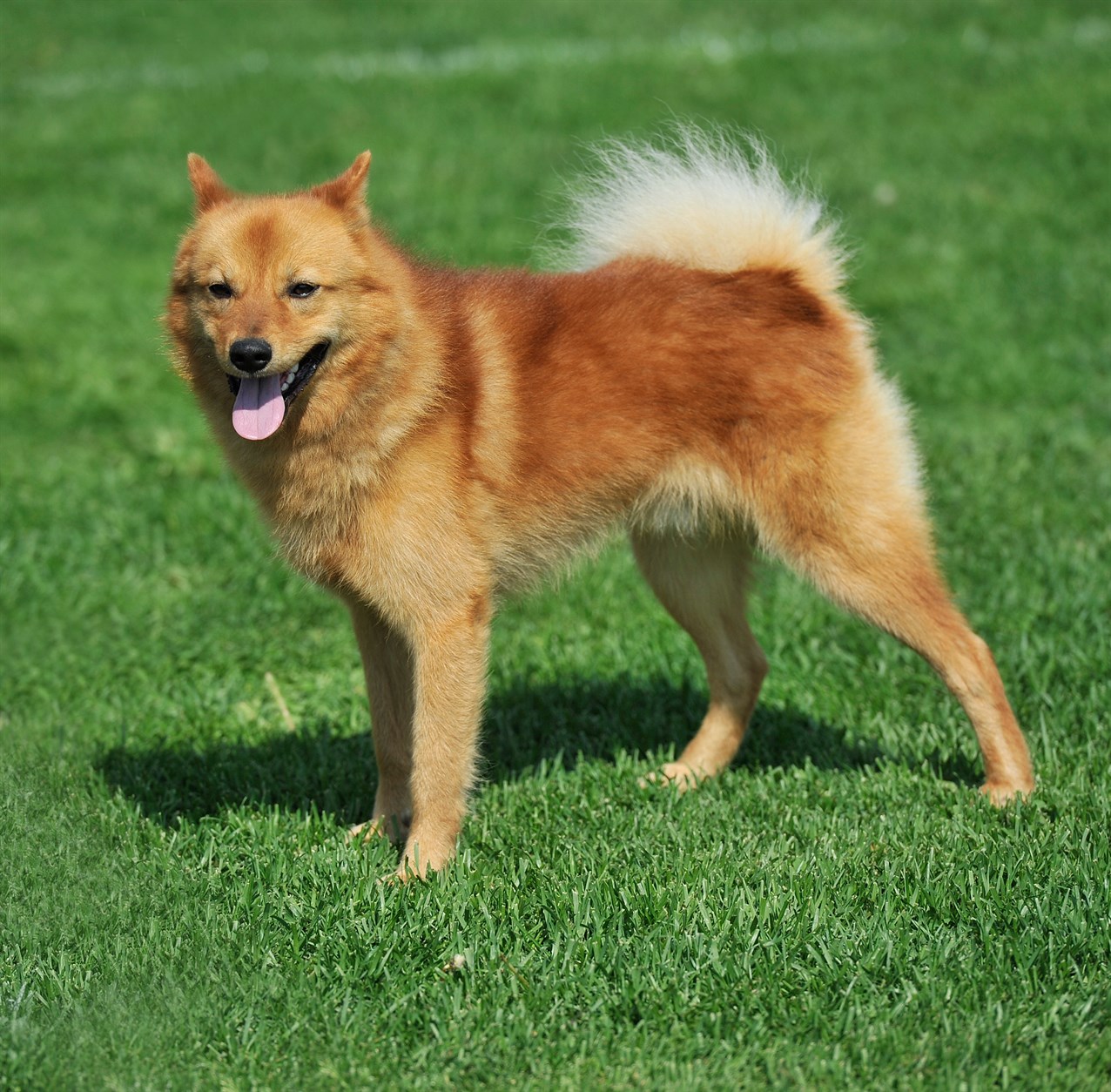 Side view of Finnish Spitz Dog standing on green grass smiling towards camera