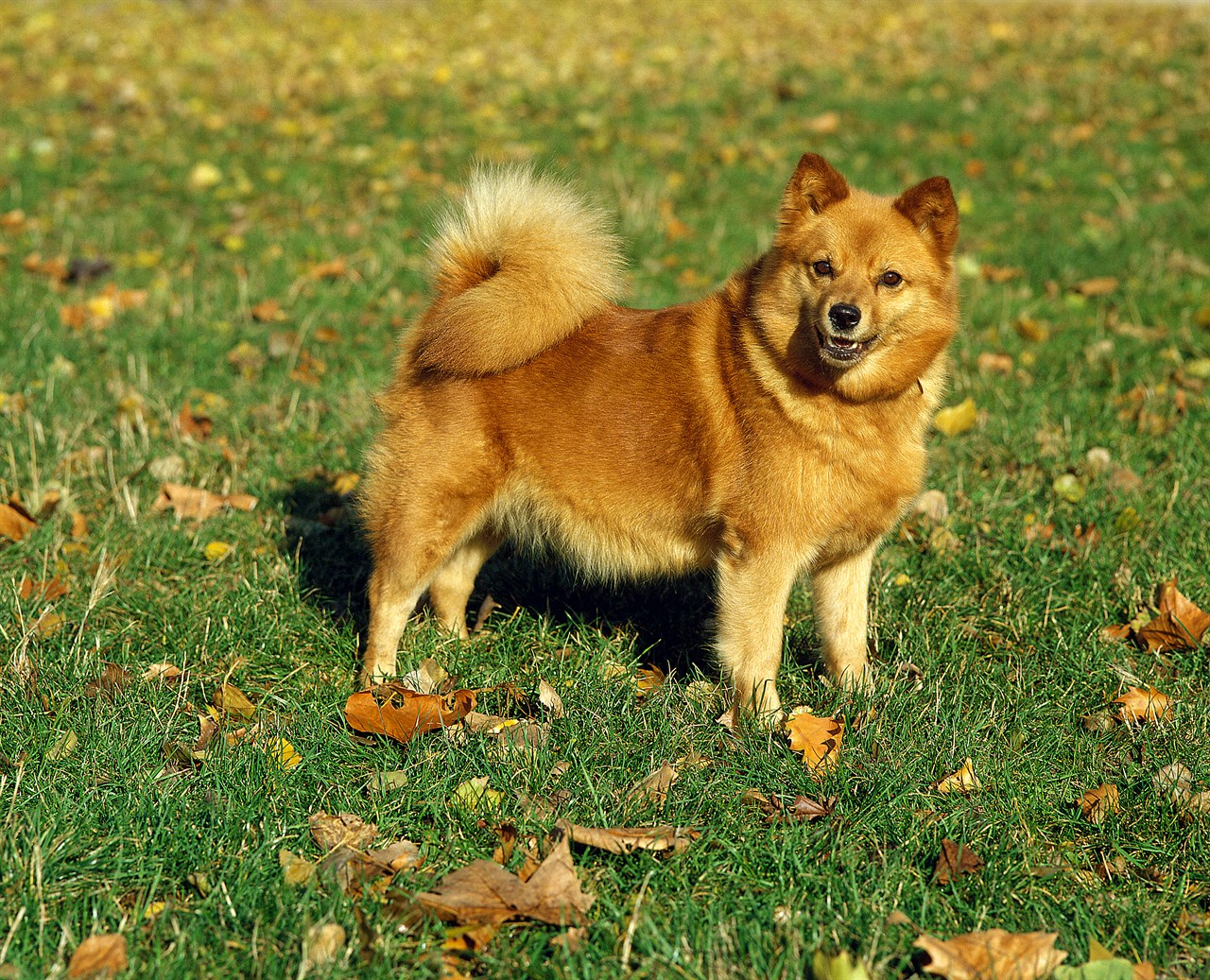 Happy Finnish Spitz Dog standing on green grass with dry leaves