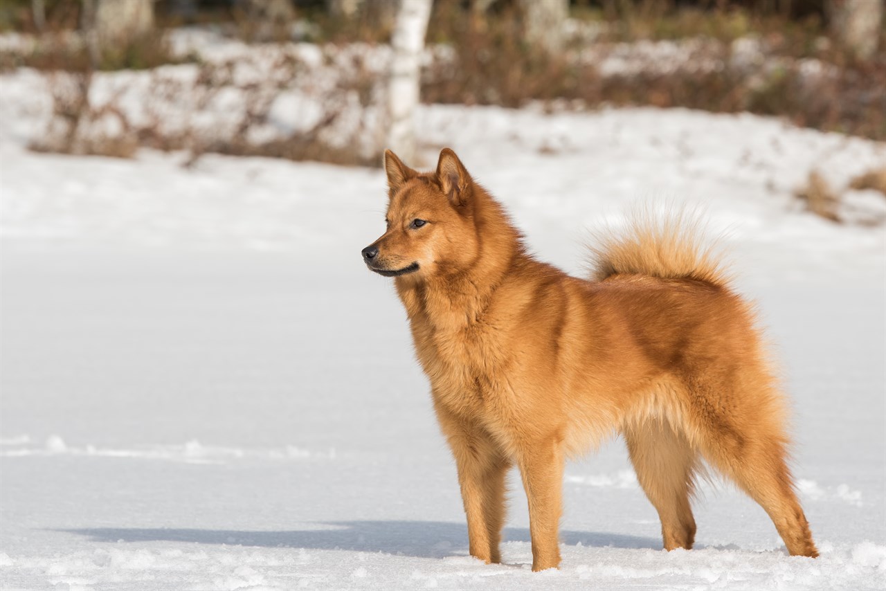 Finnish Spitz enjoying outdoor during winter