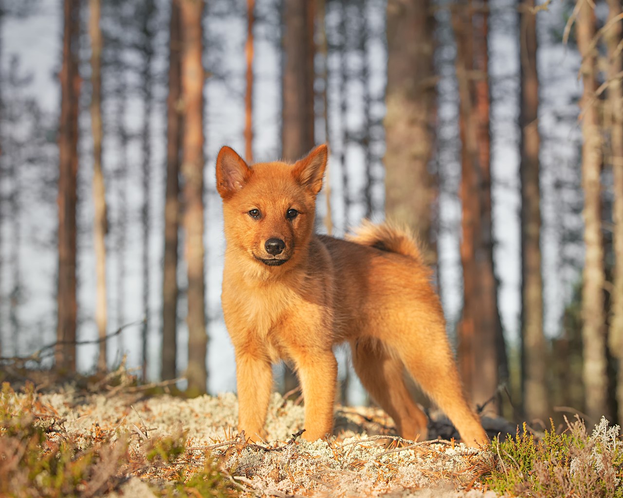 Finnish Spitz Puppy standing infornt of tall tree looking towards camera