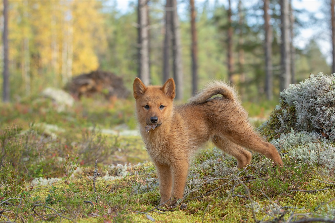 Finnish Spitz Puppy playing outdoor looking towards camera