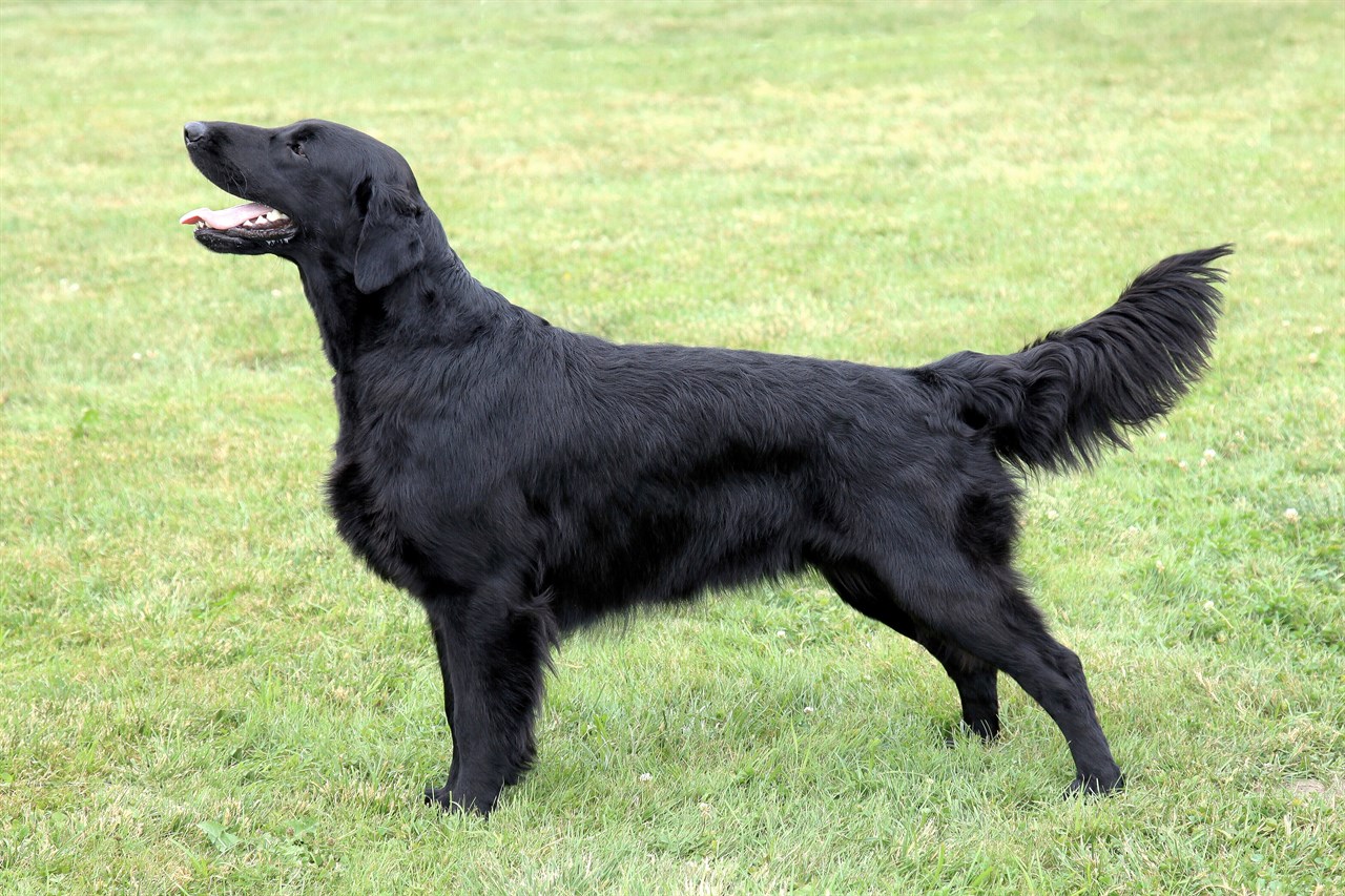 Side view of Flat Coated Retriever standing on green grass smiling