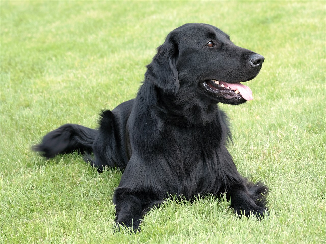 Happy Flat Coated Retriever lying on green grass smiling