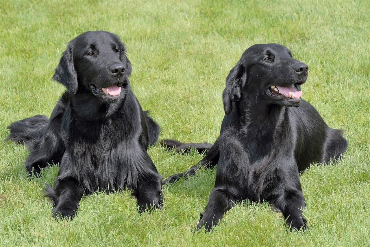 Two Flat Coated Retriever lying on green grass enjoying sunny day