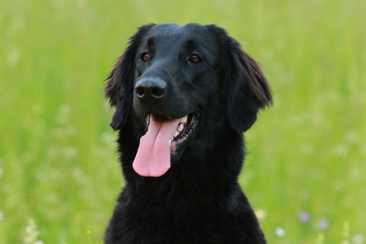 Close up view Flat Coated Retriever smiling