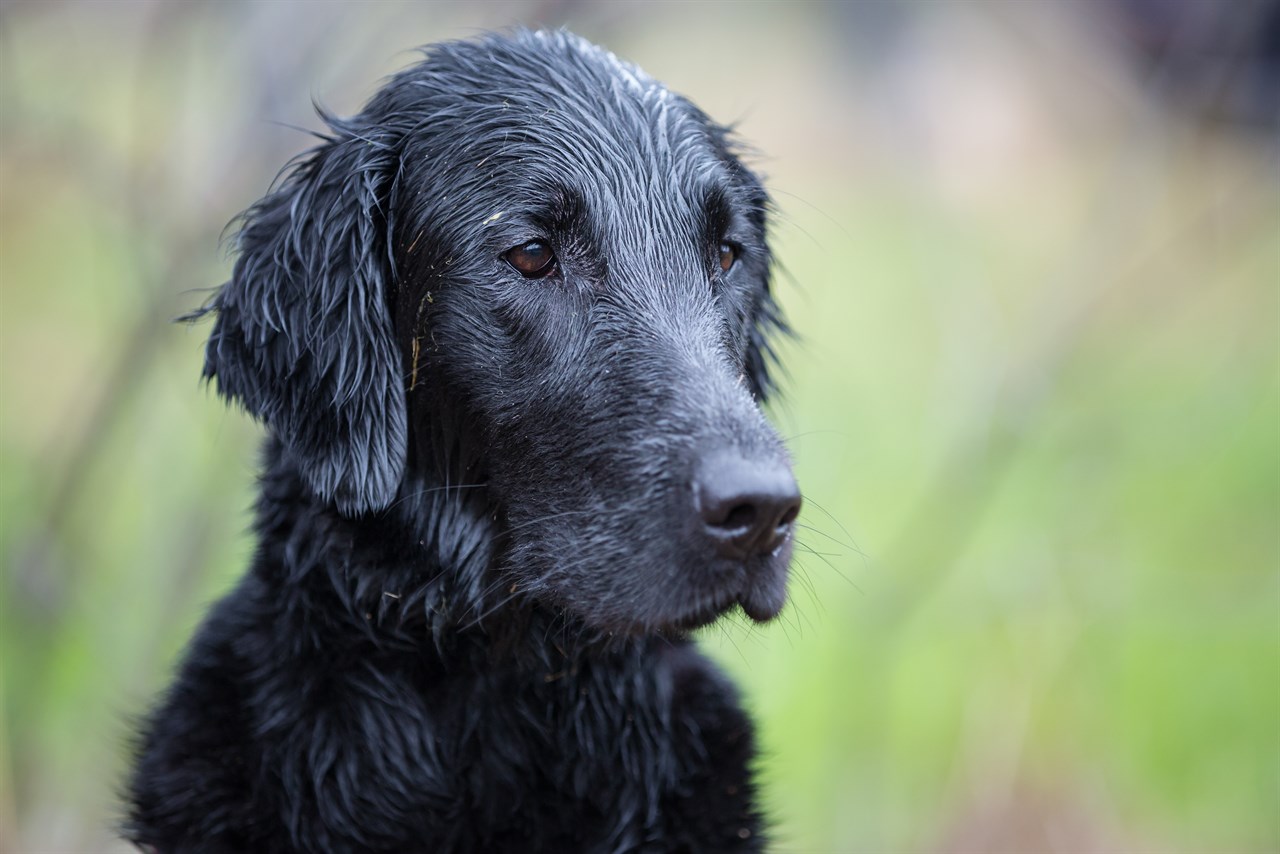 Close up view Flat Coated Retriever face