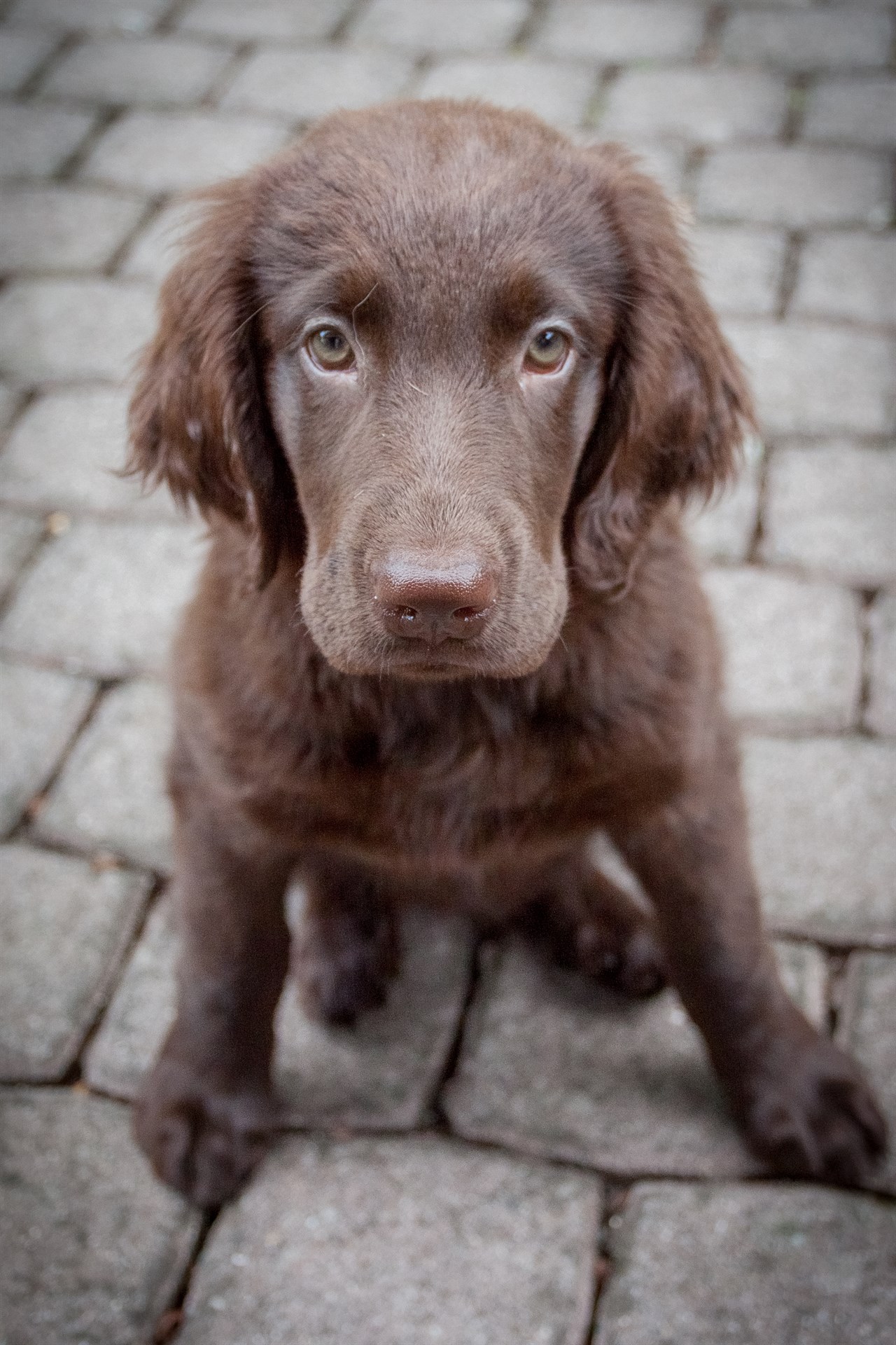 Flat Coated Retriever Puppy standing on stone floor looking up