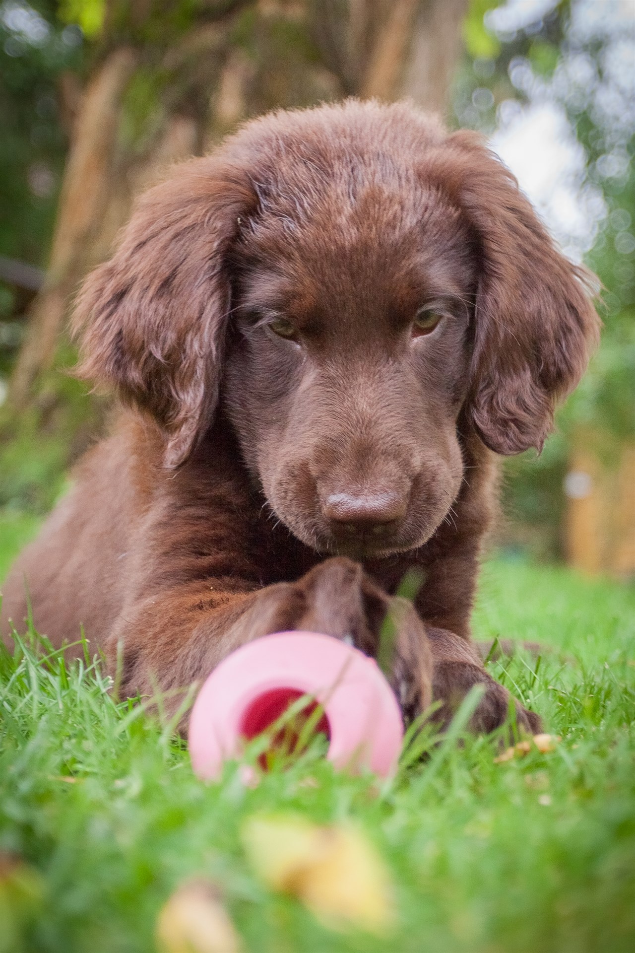 Flat Coated Retriever Puppy playing with pink ball outdoor