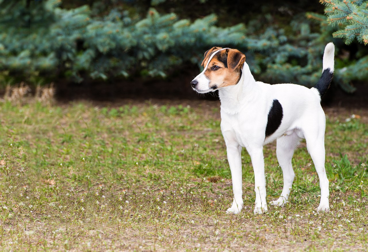 Fox Terrier Smooth standing outdoor near pine trees