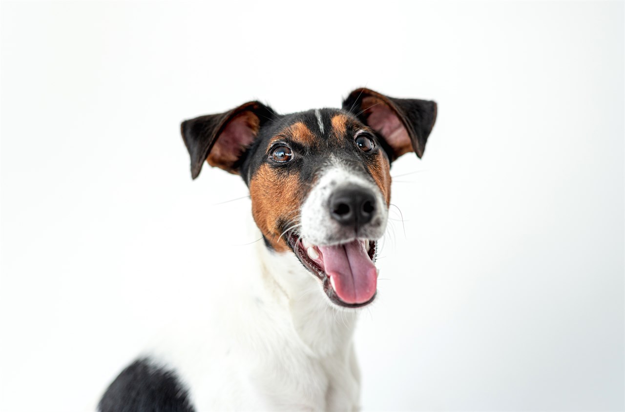 Close up view of  Fox Terrier Smooth smiling