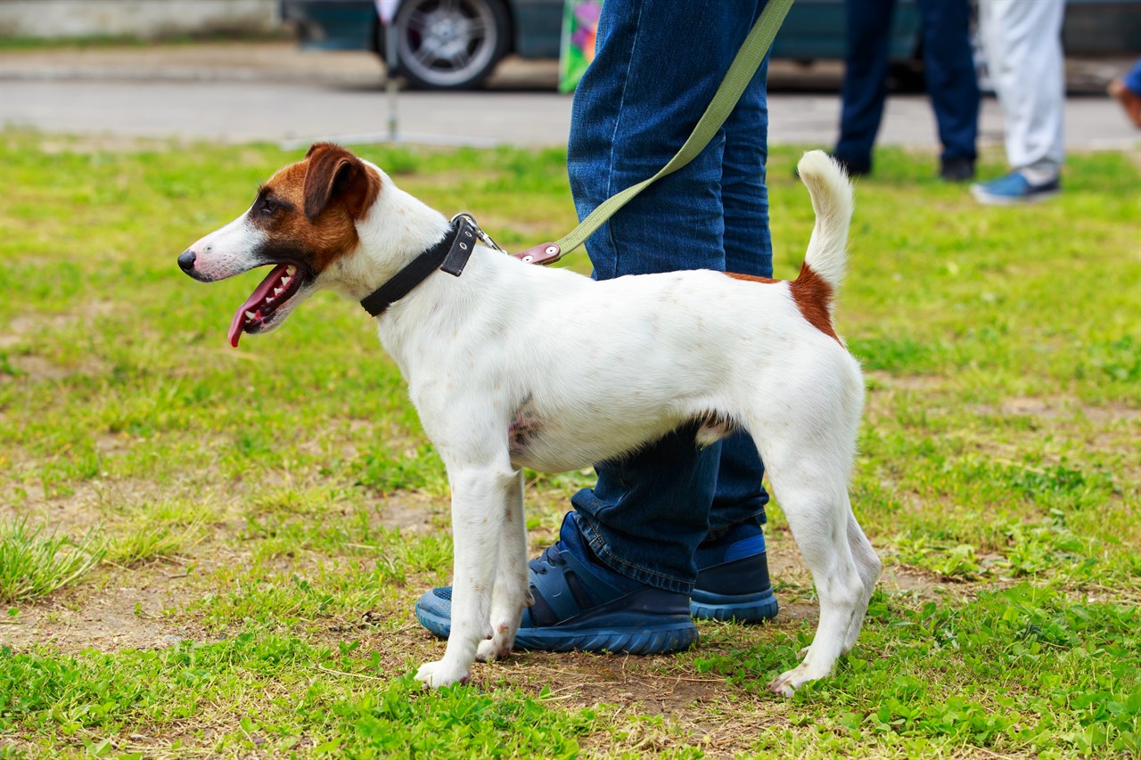 Fox Terrier Smooth Enjoying walking outdoor with owner