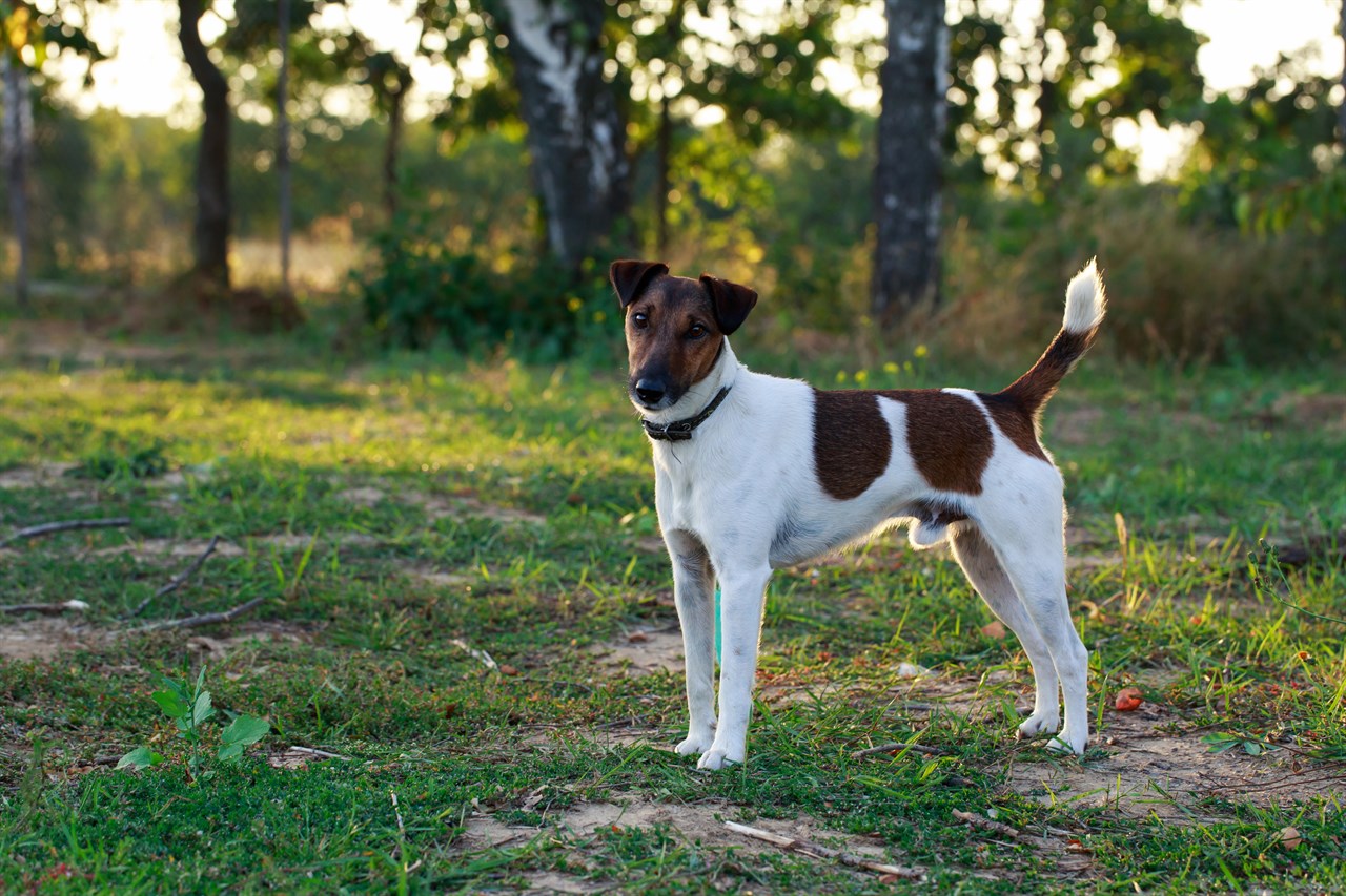 Cute Fox Terrier Smooth looking towards camera with tail up