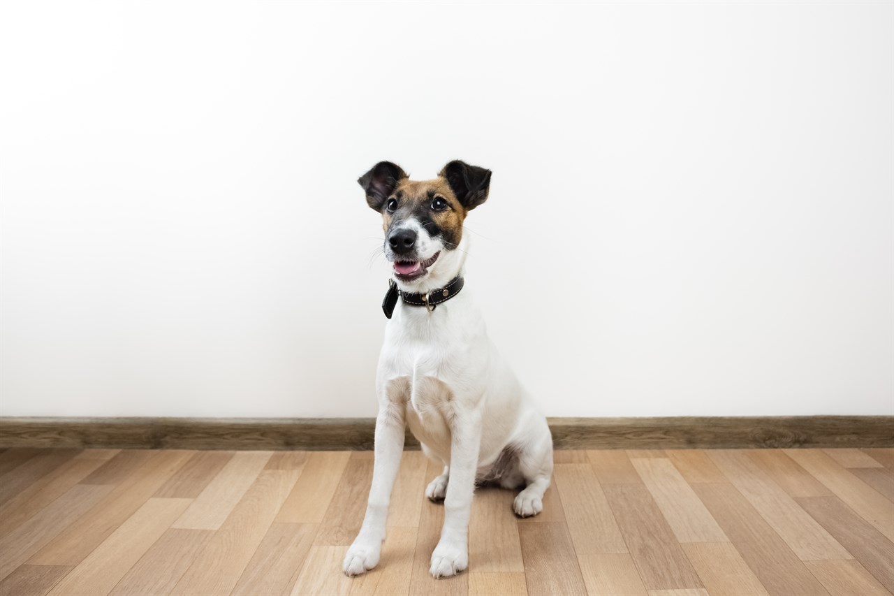 Fox Terrier Smooth Dog sitting indoor on hardwood floor