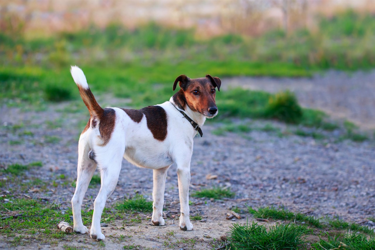 Fox Terrier Smooth enjoying outdoor looking back at camera