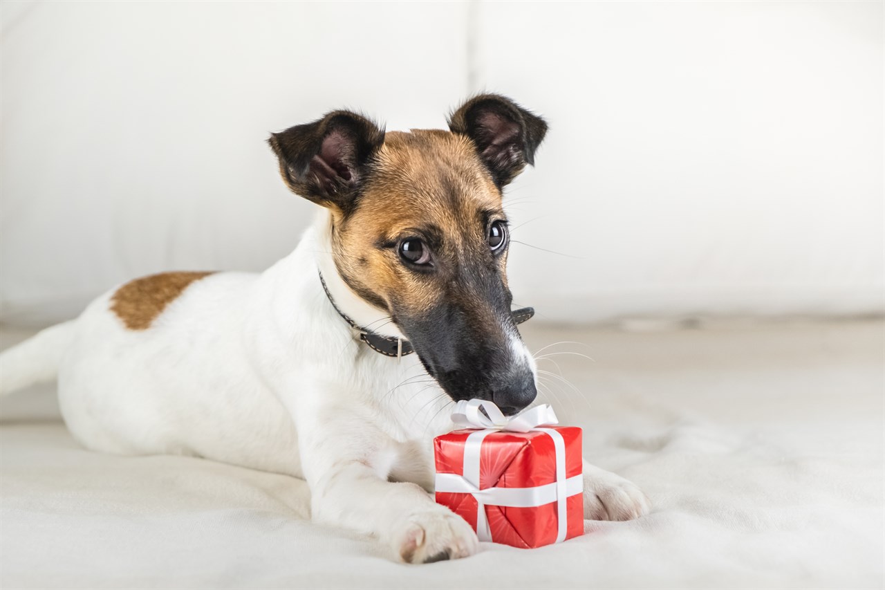 Fox Terrier Smooth Puppy playing with tiny gift