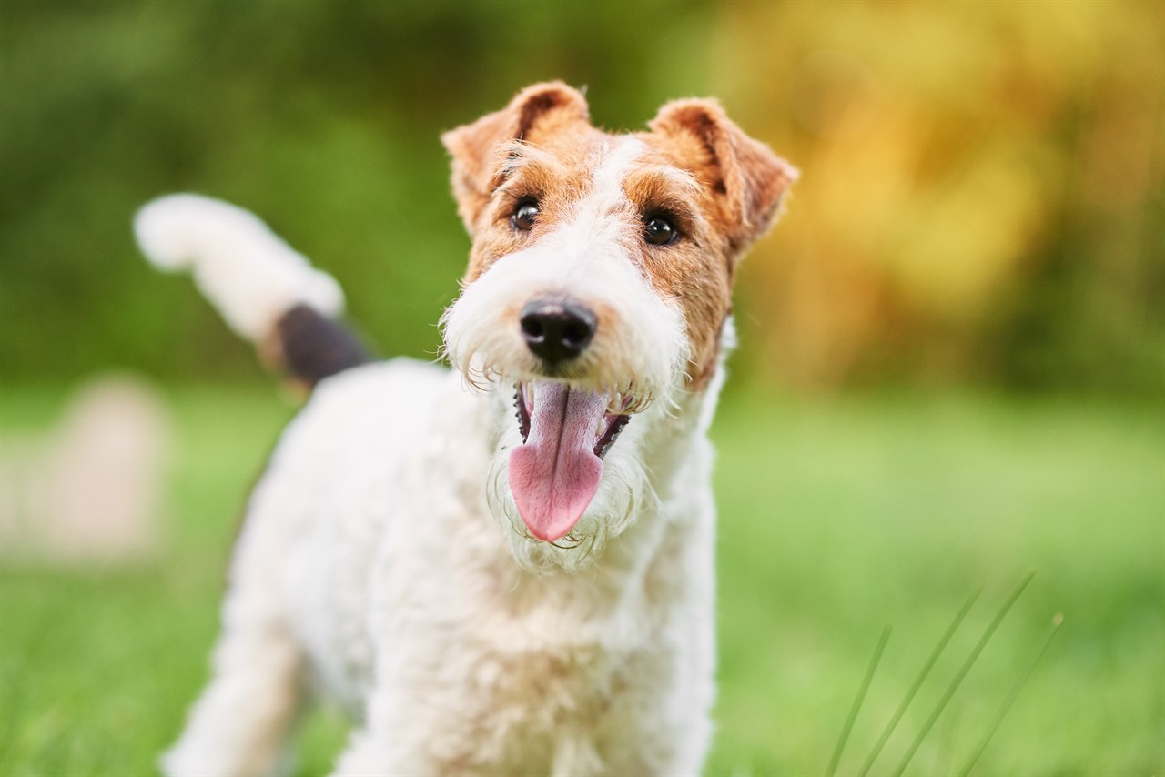 Close up view of Fox Terrier Wire smiling towards camera