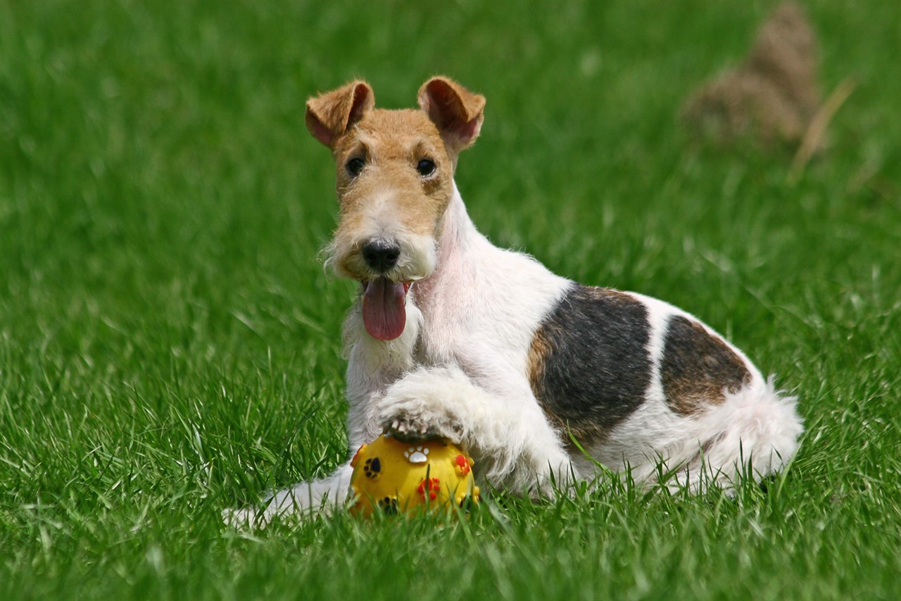 Fox Terrier Wire playing with yellow ball outdoor