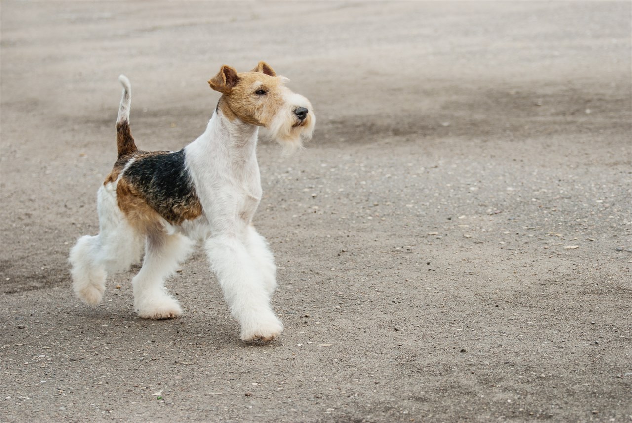 Fox Terrier Wire walking on asphalt road looking up