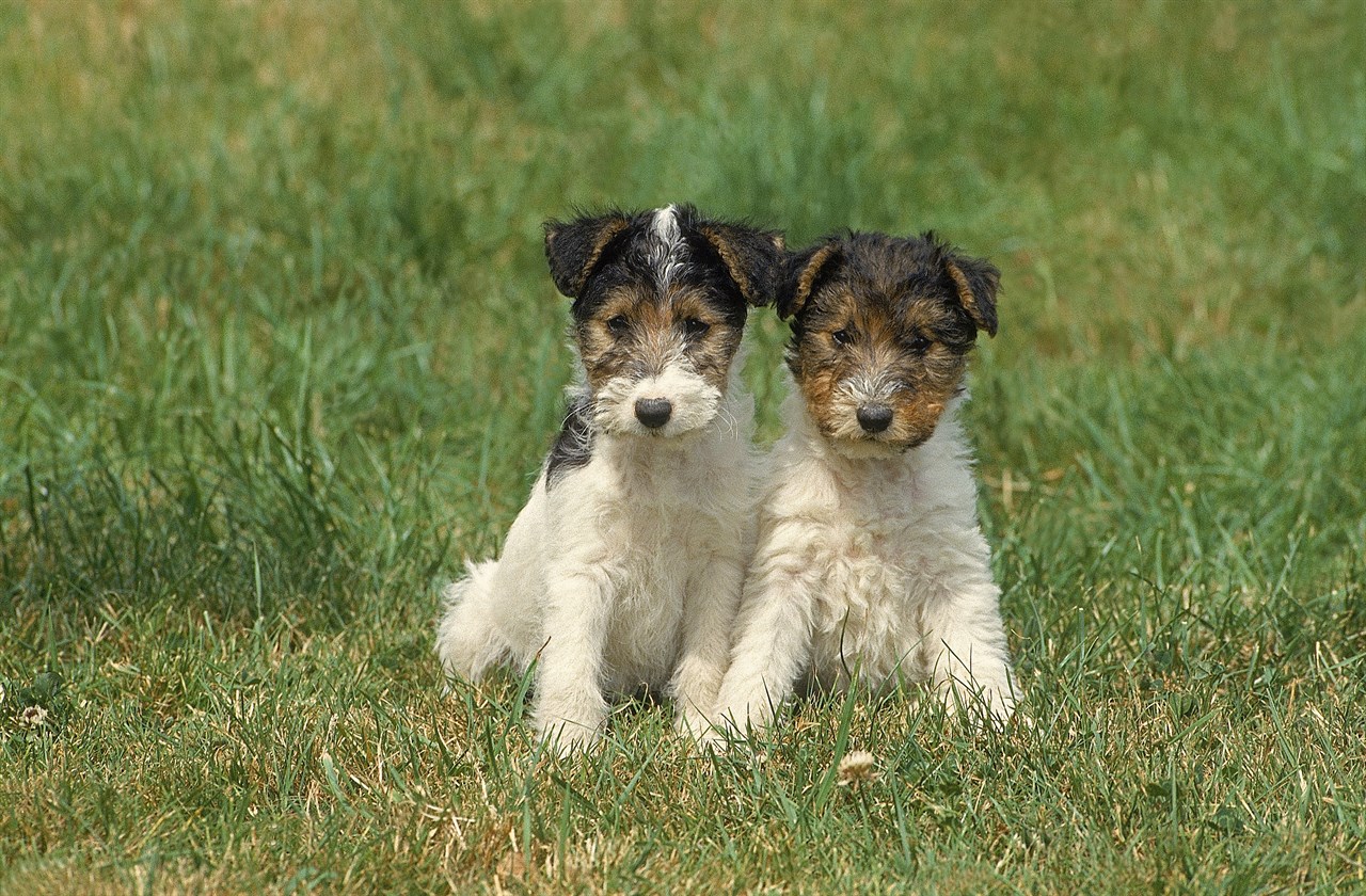 Two Fox Terrier Wire Puppies standing side by side looking towards camera