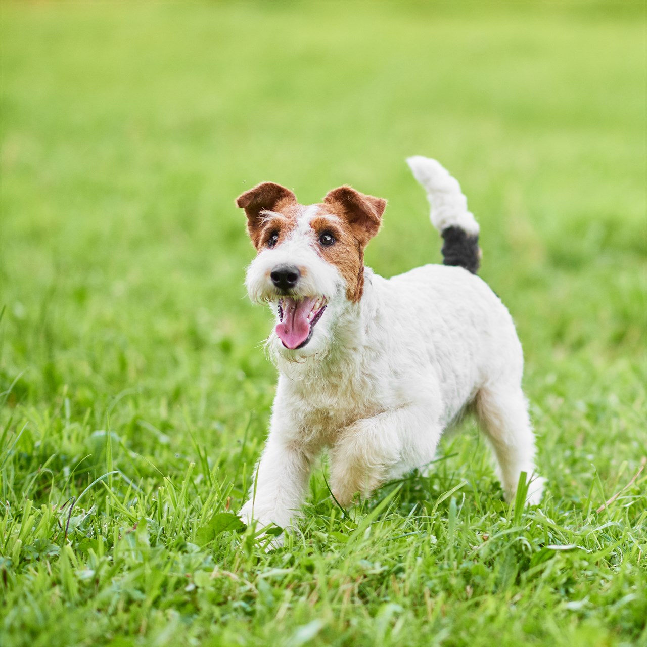 Playful Fox Terrier Wire Puppy running on green grass