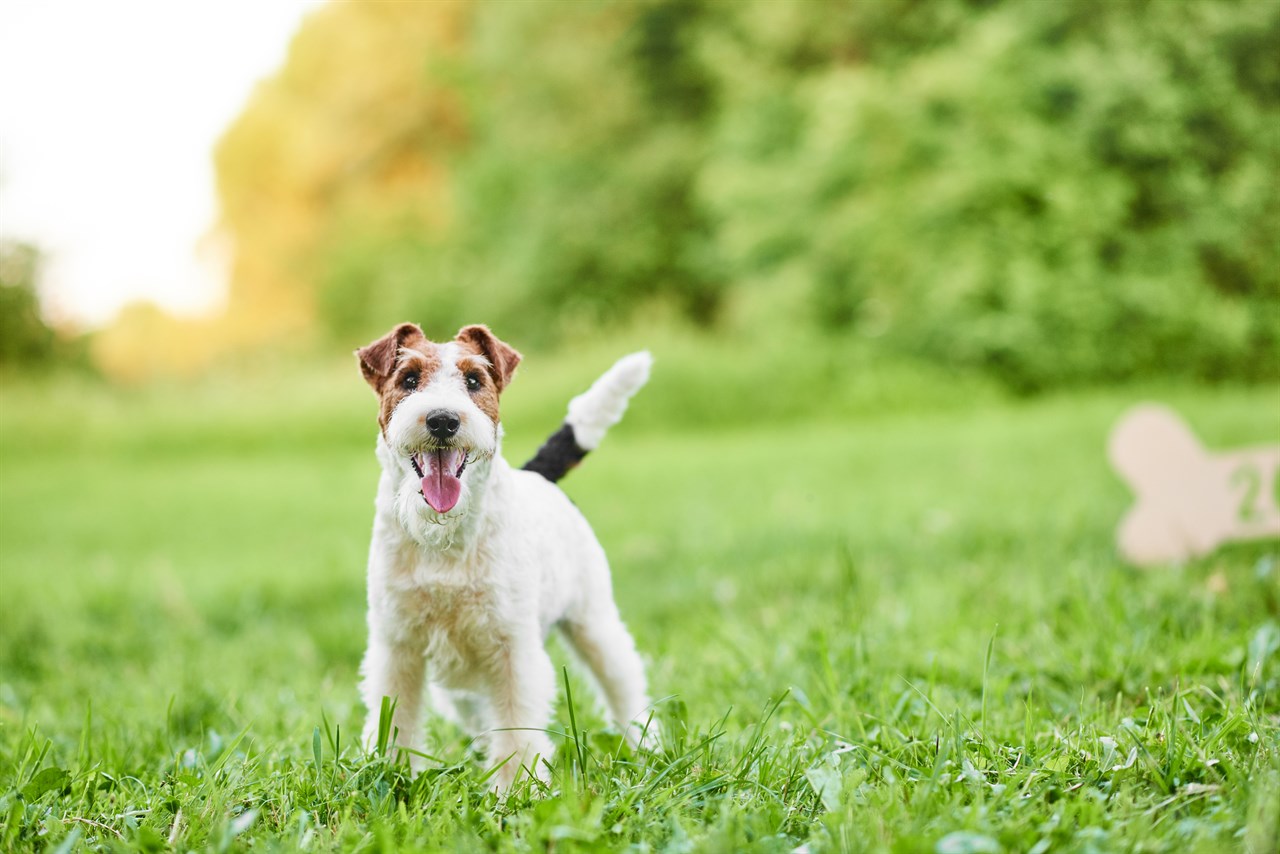 Happy looking Fox Terrier Wire Puppy smiling towards camera enjoying sunny day