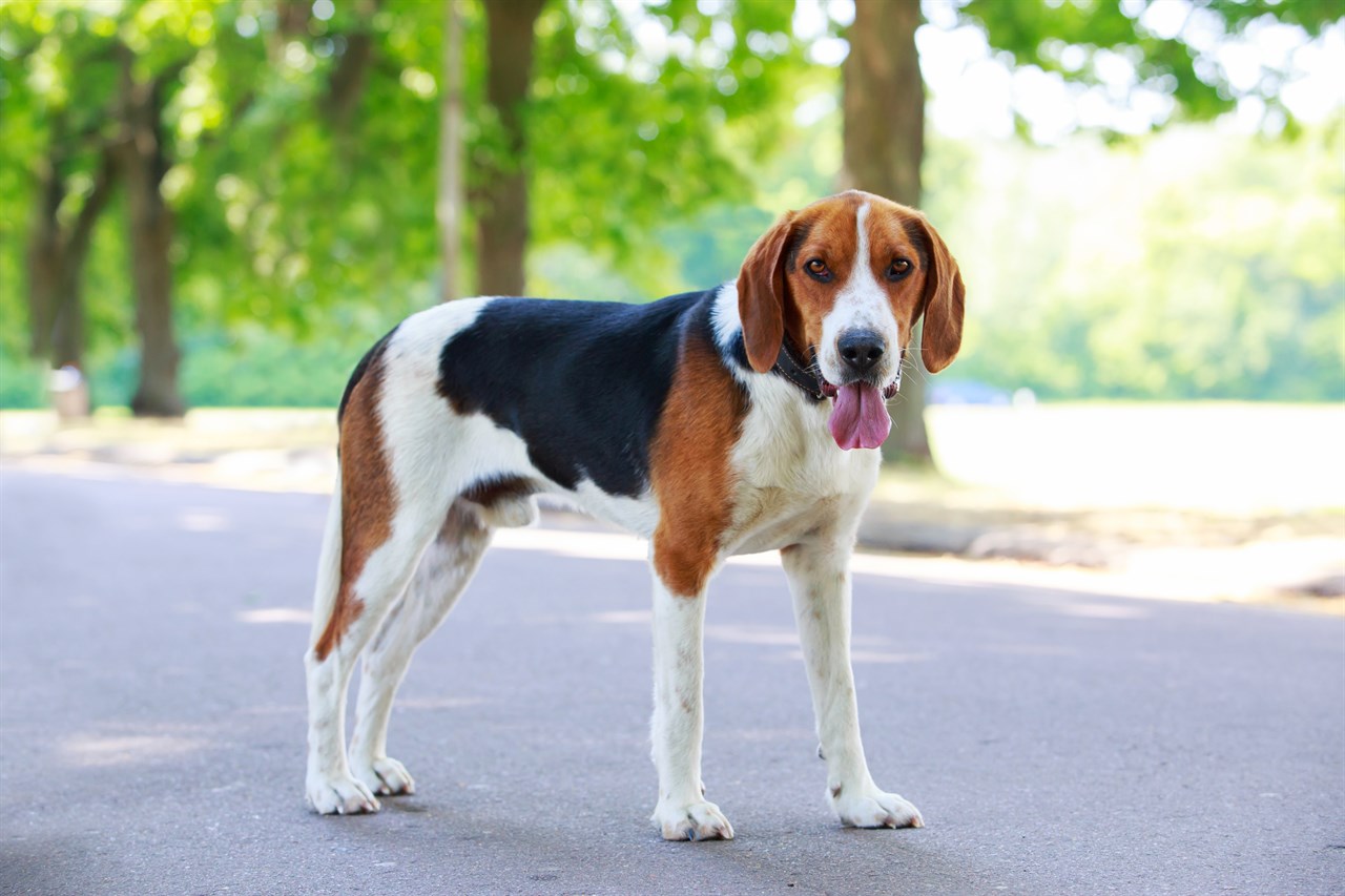 Foxhound Dog standing on road looking towards camera