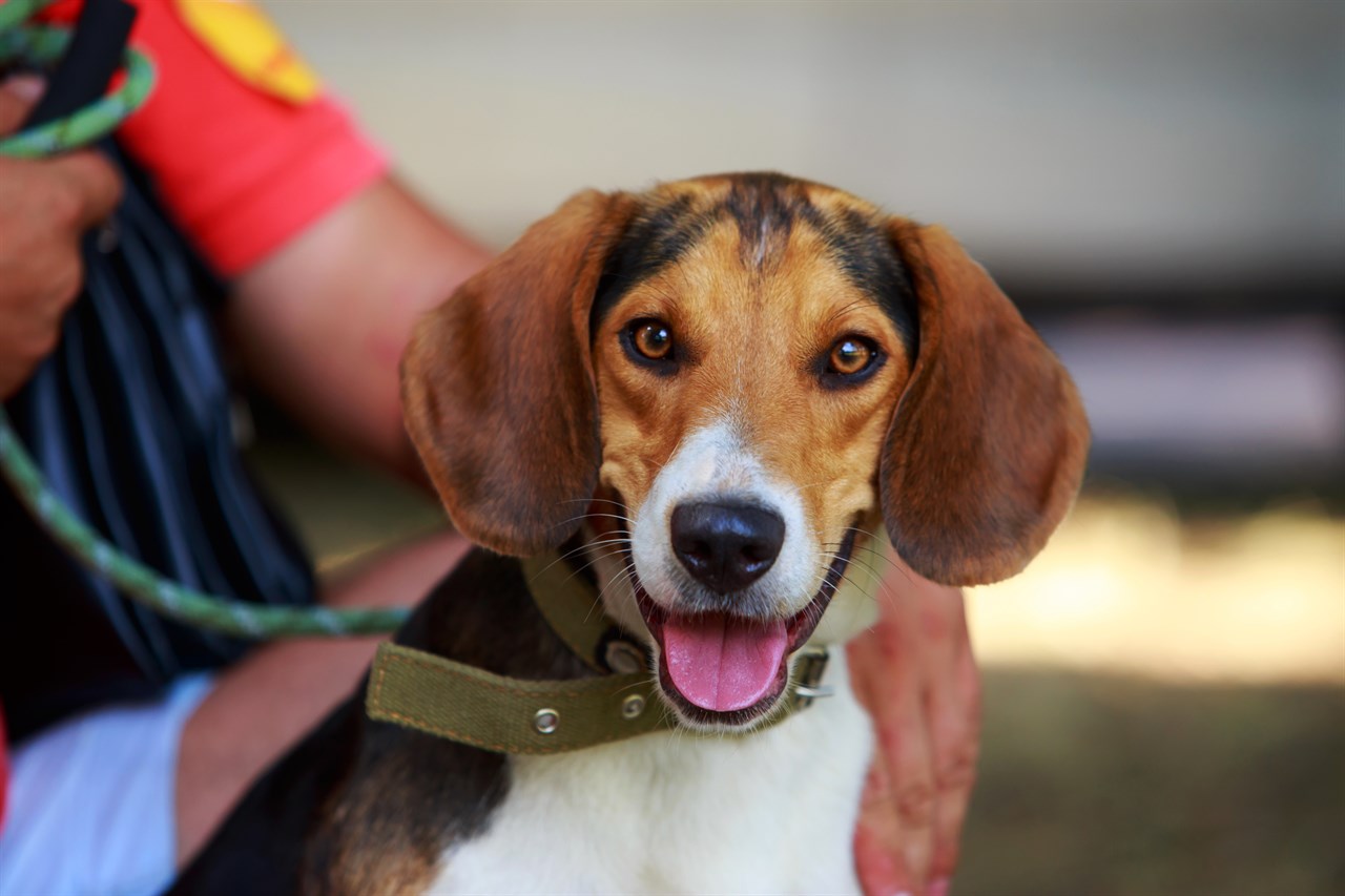 Foxhound Dog looking happy enjoying walk with owner