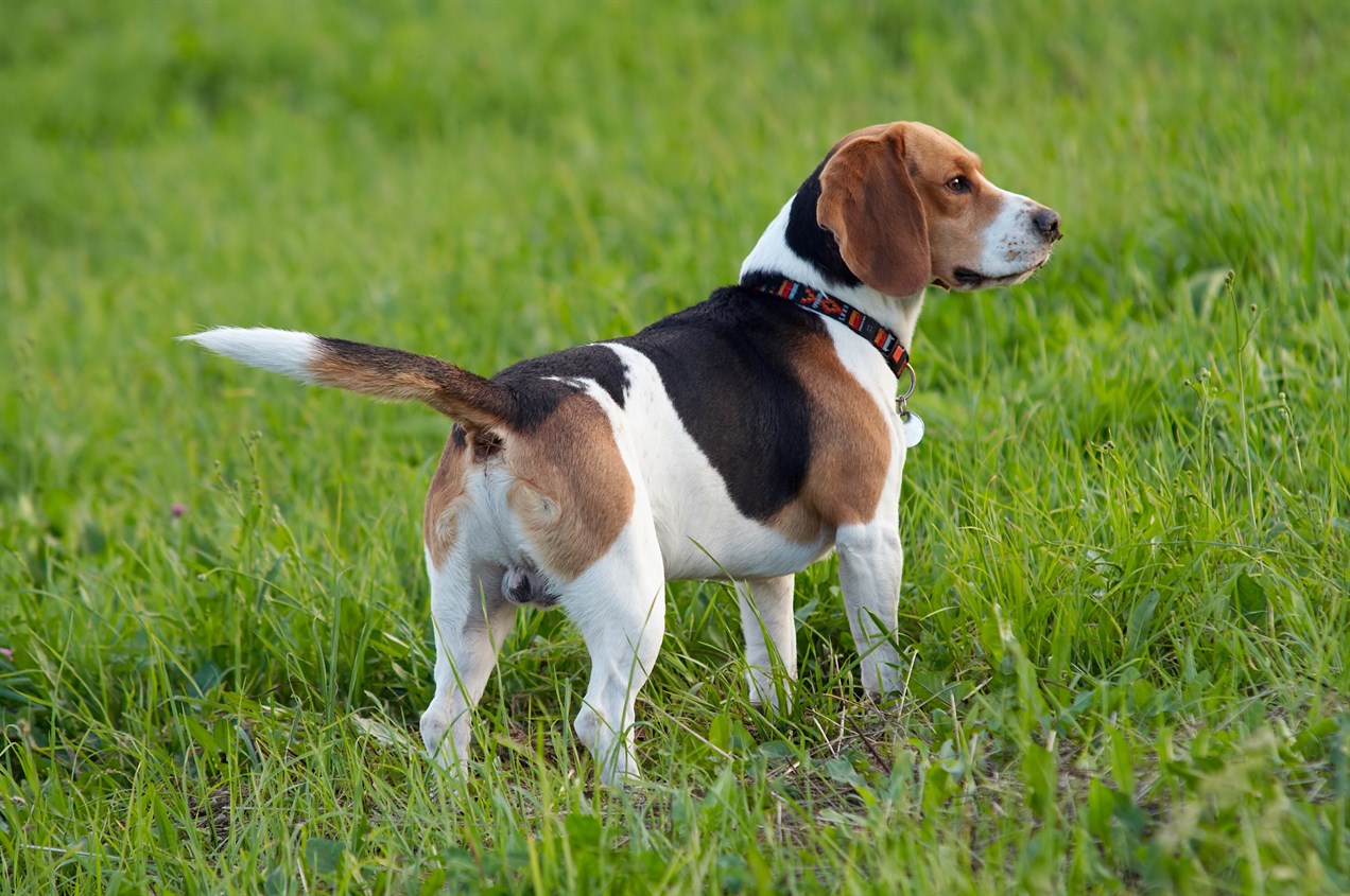 Back view of Foxhound standing on green grass