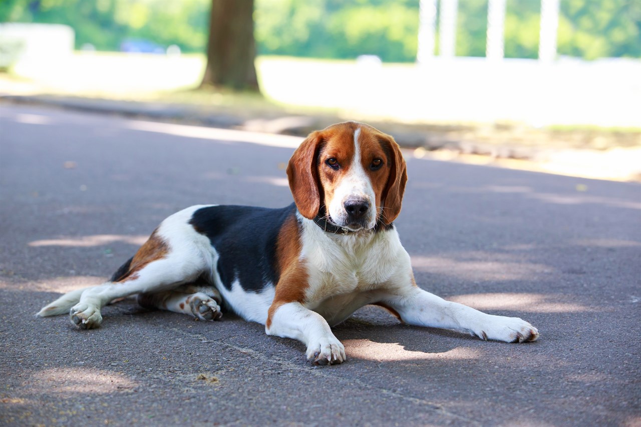 Foxhound Dog sitting down on road looking towards camera