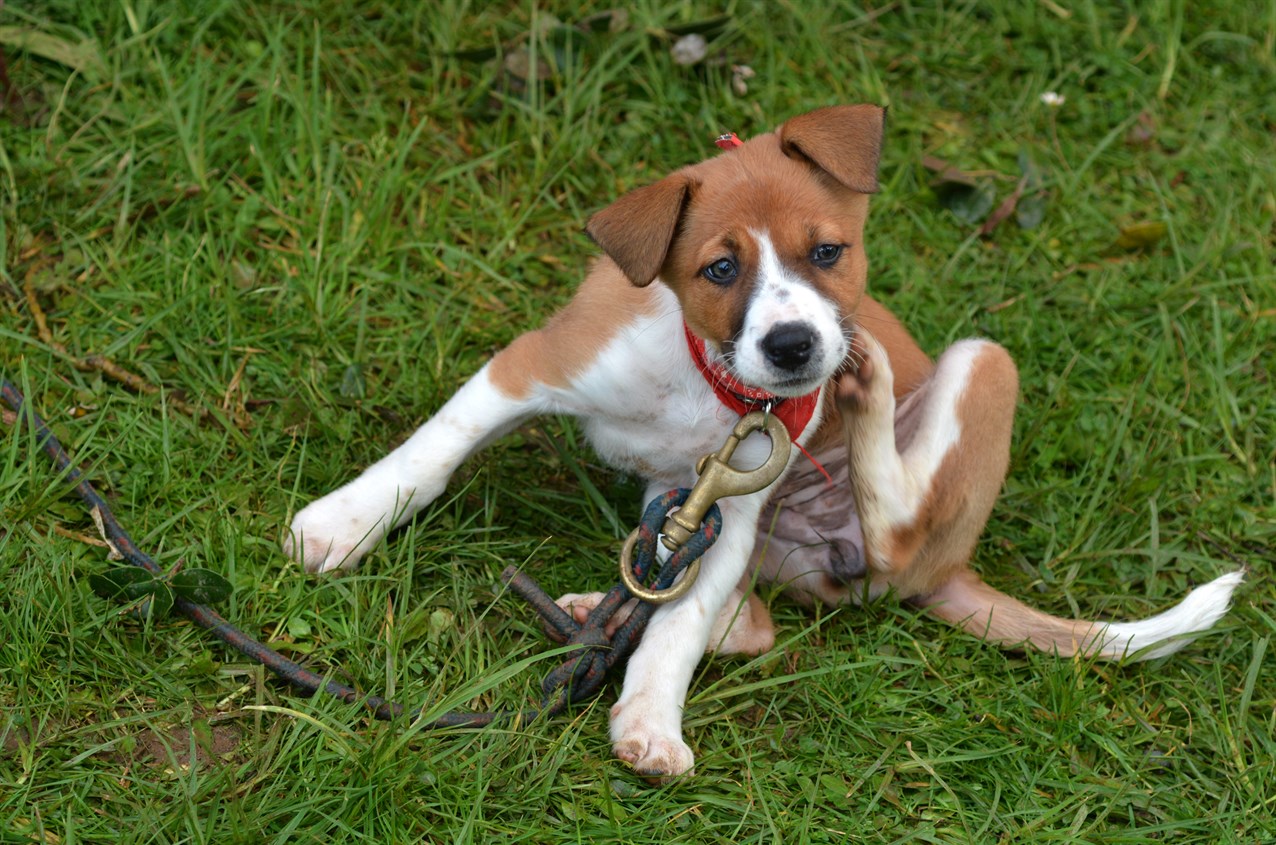 Foxhound Puppy playing on green grass wearing leash