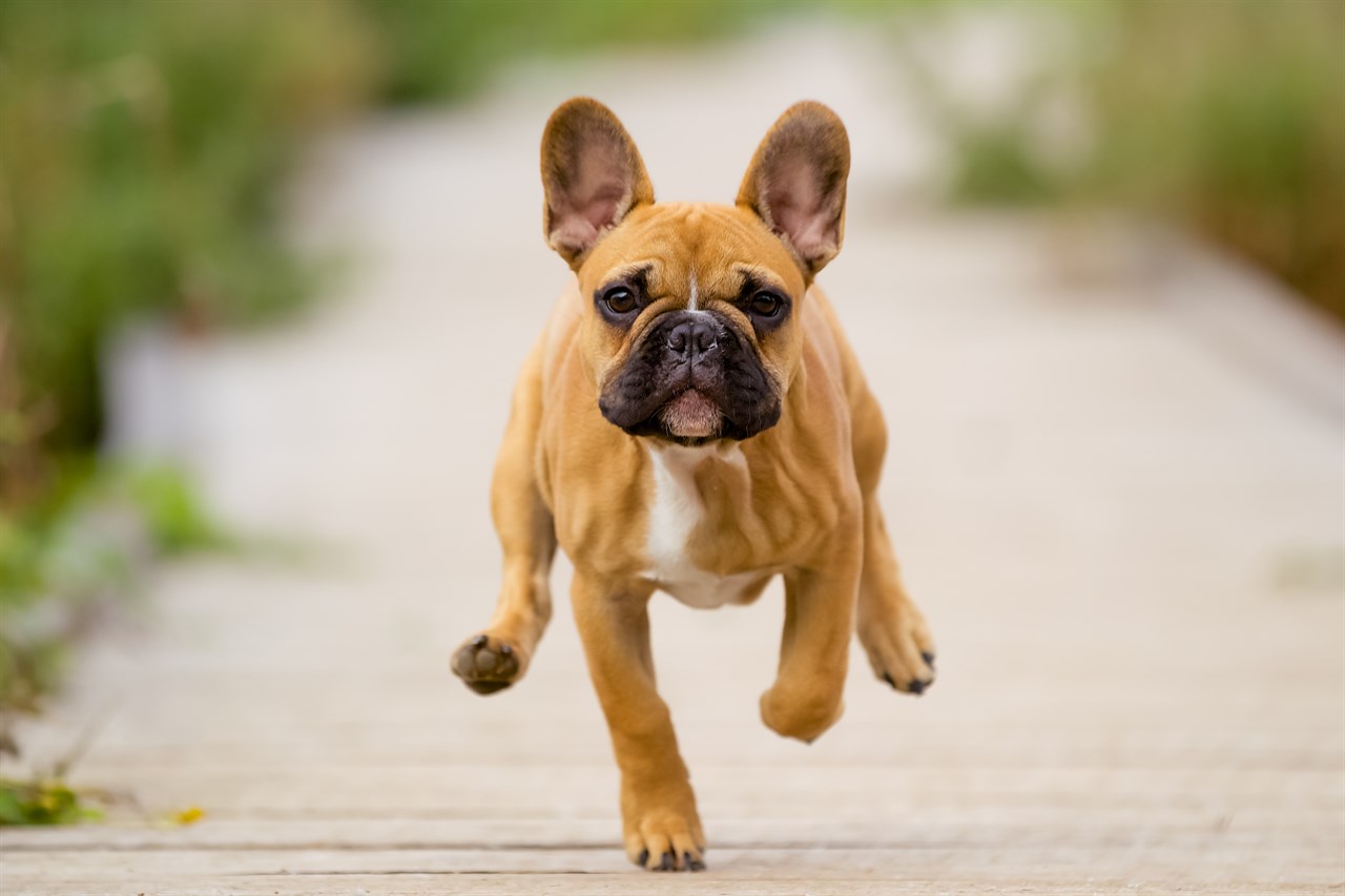 French Bulldog view running on concrete towads camera