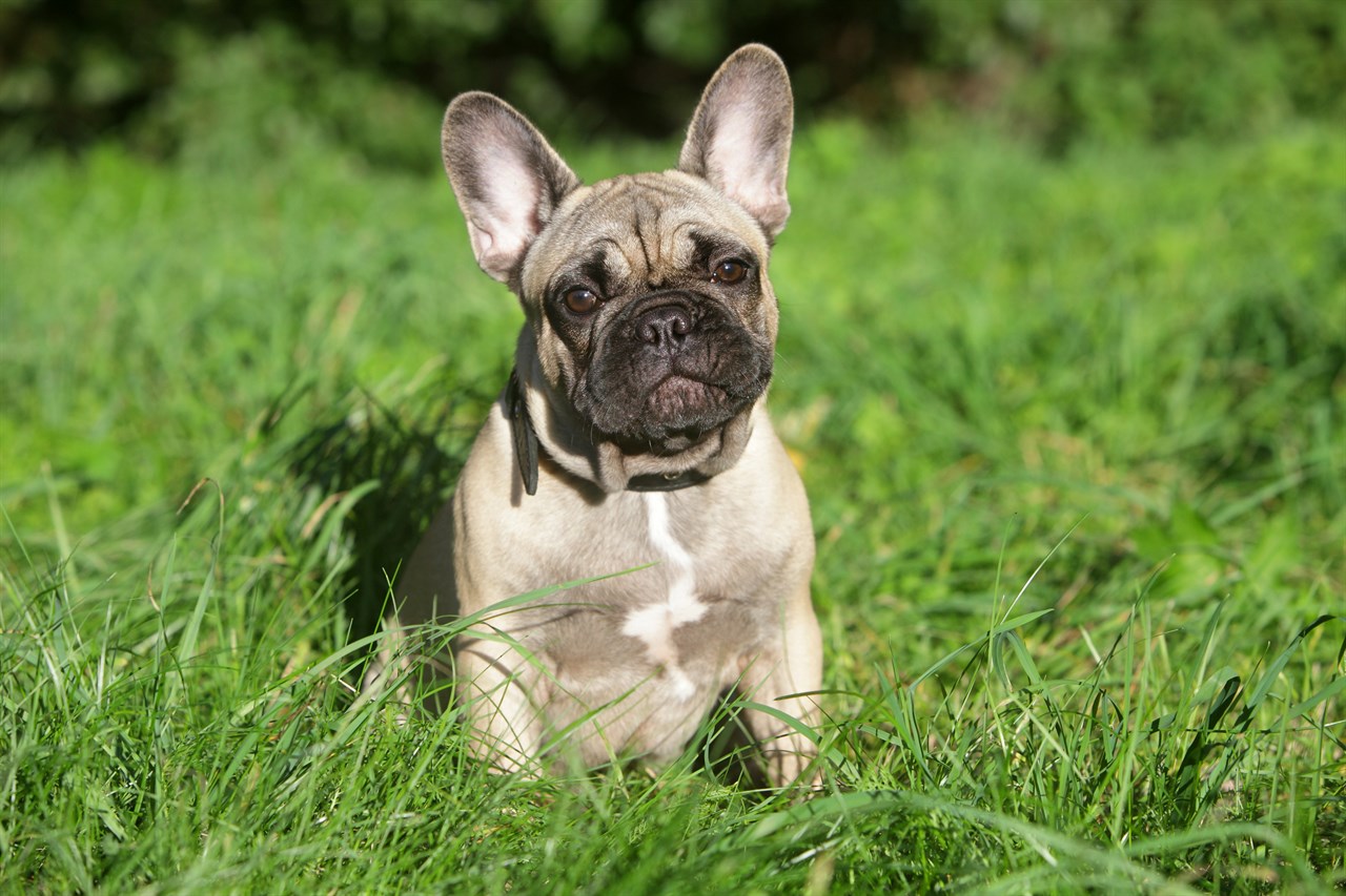 French Bulldog standing outdoor on green grass looking at camera