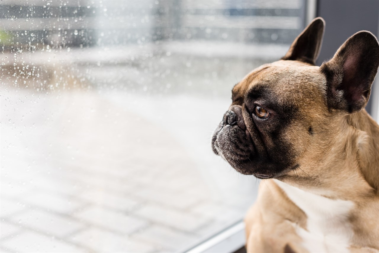 French Bulldog sitting indoor during rainy day